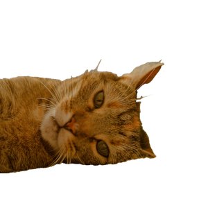 A Close Up Portrait Of A Tabby Cat Comfortably Lying Down With A Soft Focus On Its Peaceful Expression. 17265 - Cat PNG image with transparent background